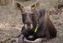 Московские граждане выбирают имена для лосей и альпаки в Лосином Острове и на ВДНХ moskovskie grazhdane vybirayut imena dlya losej i alpaki v losinom ostrove i na vdnh-gazetarf-ru-0