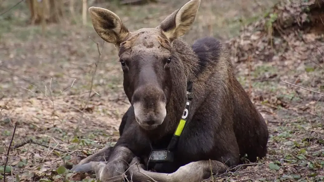 Юные горожане выберут имена для лосей из национального парка «Лосиный Остров»