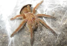 Муринотоксины из яда Pterinochilus murinus могут помочь в терапии нервных расстройств murinotoksiny iz yada   mogut pomoch v terapii nervnyh rasstrojstv-gazetarf-ru-0