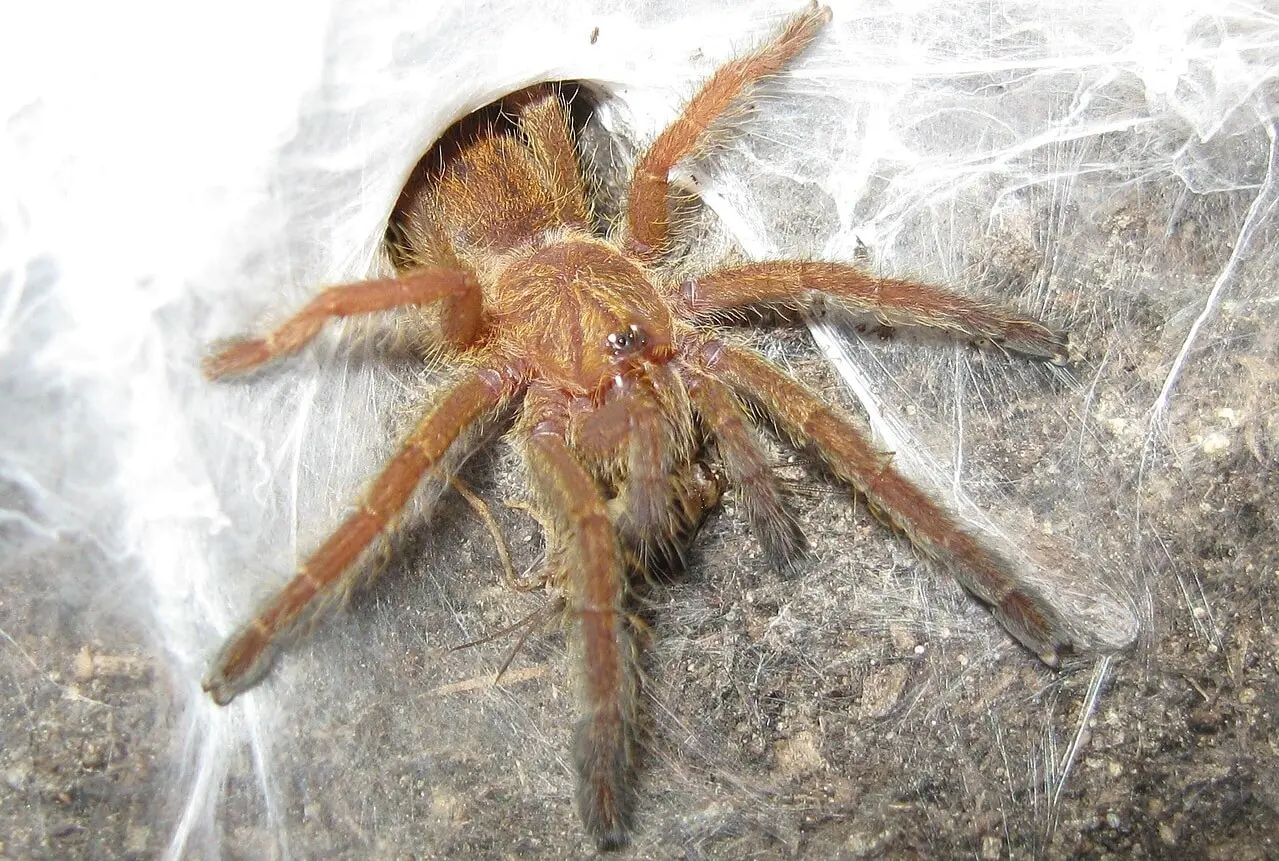Муринотоксины из яда Pterinochilus murinus могут помочь в терапии нервных расстройств-0