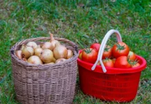 nikita chaplin i soyuz dachnikov podmoskovya delyatsya luchshimi sovetami po hraneniyu urozhaya-gazetarf-ru-0