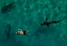 В Хадере изучают серо-голубых акул для обеспечения безопасности v hadere izuchayut serogolubyh akul dlya obespecheniya bezopasnosti-gazetarf-ru-0