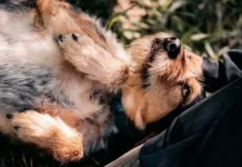 v moskve sostoitsya festival pomoshhi priyutam i bezdomnym zhivotnym -gazetarf-ru-0