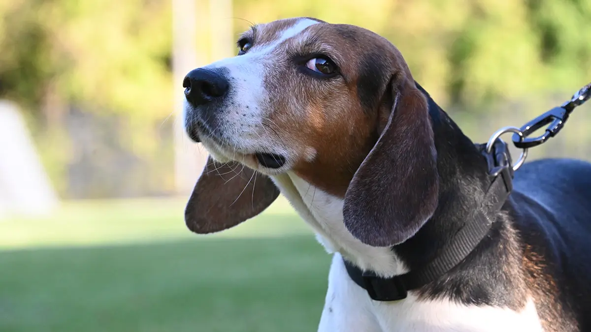 Собак начали травить в Подмосковье