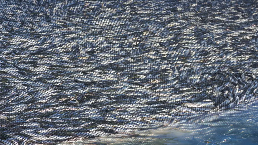 Путин: правительство системно занимается развитием рыбного хозяйства в России