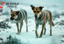 Администрация и полиция Островского района решают вопрос со стаями собак у цепных мостов administracziya i policziya ostrovskogo rajona reshayut vopros so stayami sobak u czepnyh mostov-gazetarf-ru-0