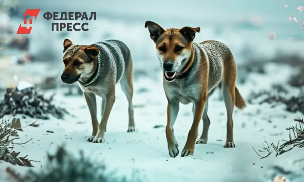 Администрация и полиция Островского района решают вопрос со стаями собак у цепных мостов-0