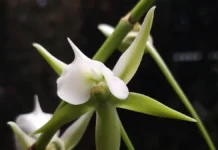 Ангрекум — изысканная орхидея из Мадагаскара в Аптекарском огороде angrekum izyskannaya orhideya iz madagaskara v aptekarskom ogorode-gazetarf-ru-0