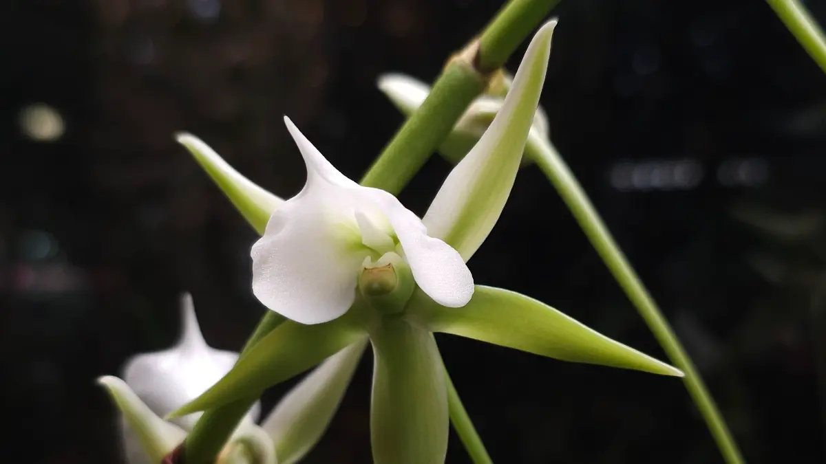 Редкая орхидея из Мадагаскара расцвела в «Аптекарском огороде»