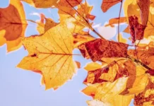 gidrometczentr prognoziruet teplyj i priyatnyj noyabr dlya moskvy i dalnego vostoka-gazetarf-ru-0