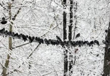 gidrometczentr rf delaet prognoz na zimu 2025 goda s nadezhdoj na peremeny-gazetarf-ru-0