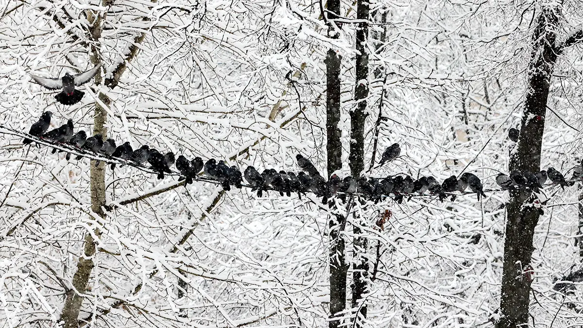 Вильфанд: Зима в России будет холоднее предыдущей