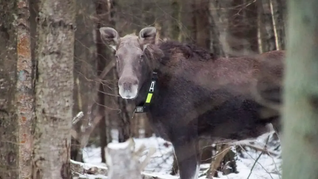 Юные москвичи выбрали имена для обитателей национального парка «Лосиный Остров»