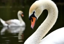 Почему лебеди выбирают для зимовки водоемы Татарстана pochemu lebedi vybirayut dlya zimovki vodoemy tatarstana-gazetarf-ru-0