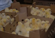 Птицефабрика Ирбитская достигла успеха, начав с мотоциклетного завода pticzefabrika irbitskaya dostigla uspeha nachav s motoczikletnogo zavoda-gazetarf-ru-0