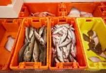 Россия и Норвегия рассматривают новые пути сотрудничества в рыболовстве rossiya i norvegiya rassmatrivayut novye puti sotrudnichestva v rybolovstve-gazetarf-ru-0