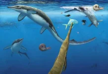 shpiczbergen hranit sekrety drevnej morskoj ekosistemy epohi dinozavrov-gazetarf-ru-0