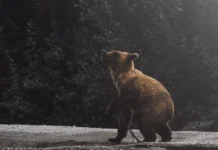 Тимофей Поляков и Александр Ролик рассказывают о мужестве перед хищниками timofej polyakov i aleksandr rolik rasskazyvayut o muzhestve pered hishhnikami-gazetarf-ru-0