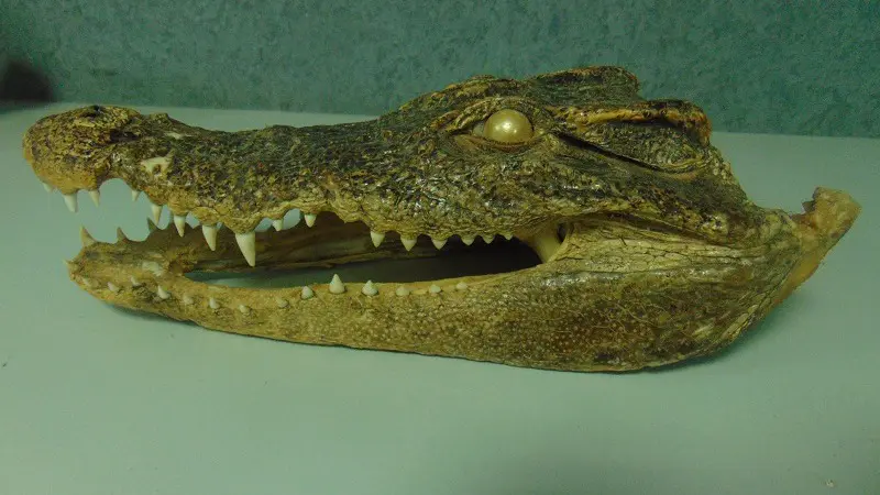 Таможенники задержали в аэропорту Уфы россиянина с головой крокодила из Вьетнама