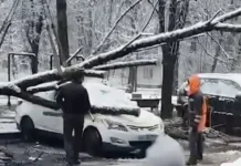 v moskve na kommunarskom shosse sneg povalil derevo na mashiny-gazetarf-ru-0