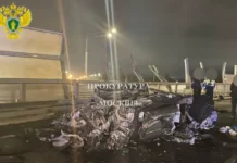 Владелец Lamborghini Urus Алексей Долгих погиб, а чихуахуа Марселя ищут после аварии vladelecz aleksej dolgih pogib a chihuahua marselya ishhut posle avarii-gazetarf-ru-0