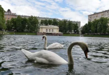 Зимовка лебедей с Патриарших прудов и новости Московского зоопарка zimovka lebedej s patriarshih prudov i novosti moskovskogo zooparka-gazetarf-ru-0