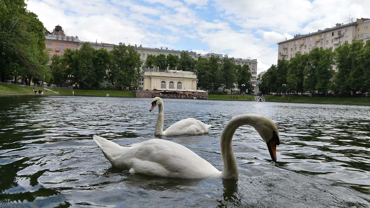 Лебедей с Патриарших прудов отправили на зимовку в питомник Подмосковья