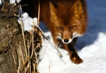 Департамент природопользования дает рекомендации по лисам в Москве departament prirodopolzovaniya daet rekomendaczii po lisam v moskve-gazetarf-ru-0