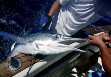 Деян Йованович из Коста-Меса поймал меч-рыбу у берегов Калифорнии deyan jovanovich iz kostamesa pojmal mechrybu u beregov kalifornii-gazetarf-ru-0