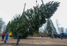 Главная новогодняя елка России из Подмосковья украсит Московский Кремль glavnaya novogodnyaya elka rossii iz podmoskovya ukrasit moskovskij kreml-gazetarf-ru-0