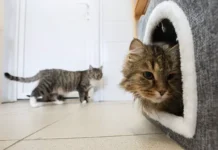 Госдума рассмотрит улучшения Административного кодекса по защите животных gosduma rassmotrit uluchsheniya administrativnogo kodeksa po zashhite zhivotnyh-gazetarf-ru-0