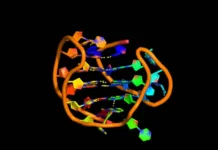 Исследование ВШЭ, DNABERT и Марии Попцовой о квадруплексах ДНК issledovanie vshe i marii popczovoj o kvadrupleksah dnk-gazetarf-ru-0