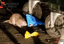Красноярский край внедряет эффективные меры по борьбе с крысами и ТКО krasnoyarskij kraj vnedryaet effektivnye mery po borbe s krysami i tko-gazetarf-ru-0