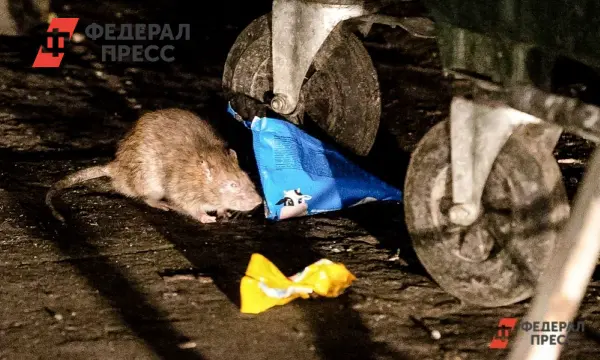 Красноярский край внедряет эффективные меры по борьбе с крысами и ТКО-0