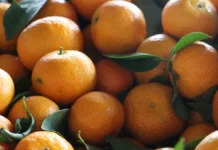 Мандарины — источник витамина С и лимонной кислоты для бодрого настроения mandariny istochnik vitamina s i limonnoj kisloty dlya bodrogo nastroeniya-gazetarf-ru-0