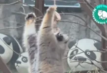 Манул Тимофей из Московского зоопарка демонстрирует ловкие трюки manul timofej iz moskovskogo zooparka demonstriruet lovkie tryuki-gazetarf-ru-0