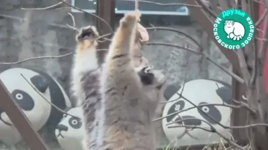 Манул Тимофей повис на веревке в попытке достать крысу