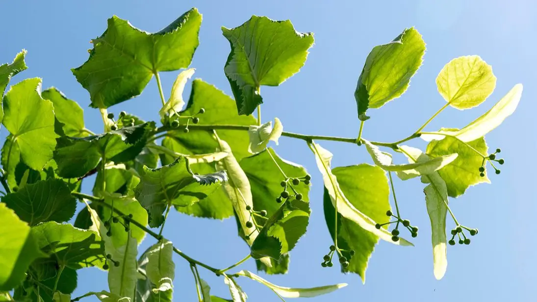 Масштабное озеленение проведут на севере, северо-западе и западе Москвы