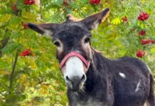 Ослик Жорик из зоны СВО обретает новую судьбу в Московском зоопарке oslik zhorik iz zony svo obretaet novuyu sudbu v moskovskom zooparke-gazetarf-ru-0