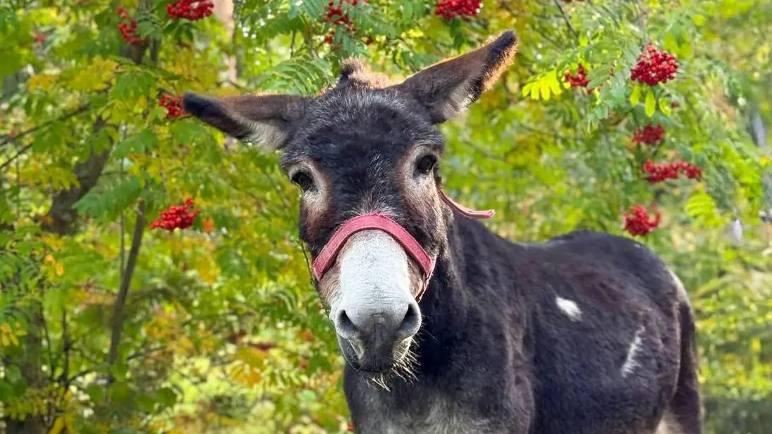 В Московском зоопарке поселился ослик Жорик, приехавший из зоны СВО