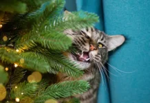 Сергей Щетинин объясняет, как сделать праздничные гирлянды безопасными sergej shhetinin obyasnyaet kak sdelat prazdnichnye girlyandy bezopasnymi-gazetarf-ru-0