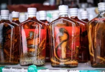 Сувенирный напиток с коброй из Вьетнама вызвал интерес у таможни Барнаула suvenirnyj napitok s kobroj iz vetnama vyzval interes u tamozhni barnaula-gazetarf-ru-0