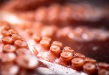 В Великобритании на берег выброшены щупальца семирукого осьминога v velikobritanii na bereg vybrosheny shhupalcza semirukogo osminoga-gazetarf-ru-0