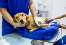 Анастасия Ракова про телеветеринарию и приюты Москвы anastasiya rakova pro televeterinariyu i priyuty moskvy-gazetarf-ru-0