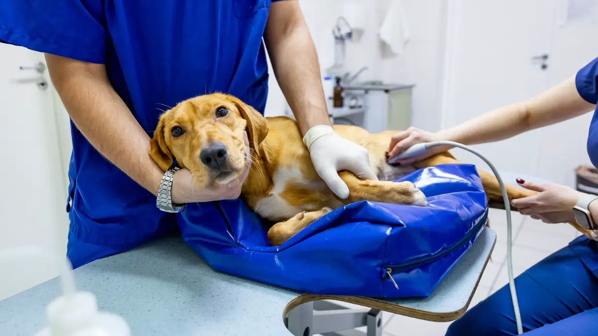 Анастасия Ракова объявила о запуске онлайн-консультации врачей государственных ветклиник