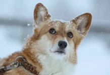 Госдума рассмотрит важные перемены в продаже породистых животных gosduma rassmotrit vazhnye peremeny v prodazhe porodistyh zhivotnyh-gazetarf-ru-0