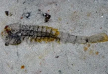 Хуаюаньская биота – новый взгляд на кембрийский взрыв huayuanskaya biota novyj vzglyad na kembrijskij vzryv-gazetarf-ru-0