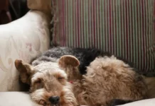 Илья Русяев объяснил правила отпуска по уходу за больным питомцем ilya rusyaev obyasnil pravila otpuska po uhodu za bolnym pitomczem-gazetarf-ru-0