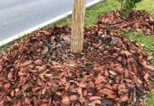 Михаил Воробьёв рассказал о защите сада от внезапных заморозков mihail vorobyov rasskazal o zashhite sada ot vnezapnyh zamorozkov-gazetarf-ru-0