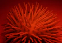 Мировой опыт борьбы с вирусом на Кубе и грибком Trichophyton indotineae mirovoj opyt borby s virusom na kube i gribkom -gazetarf-ru-0